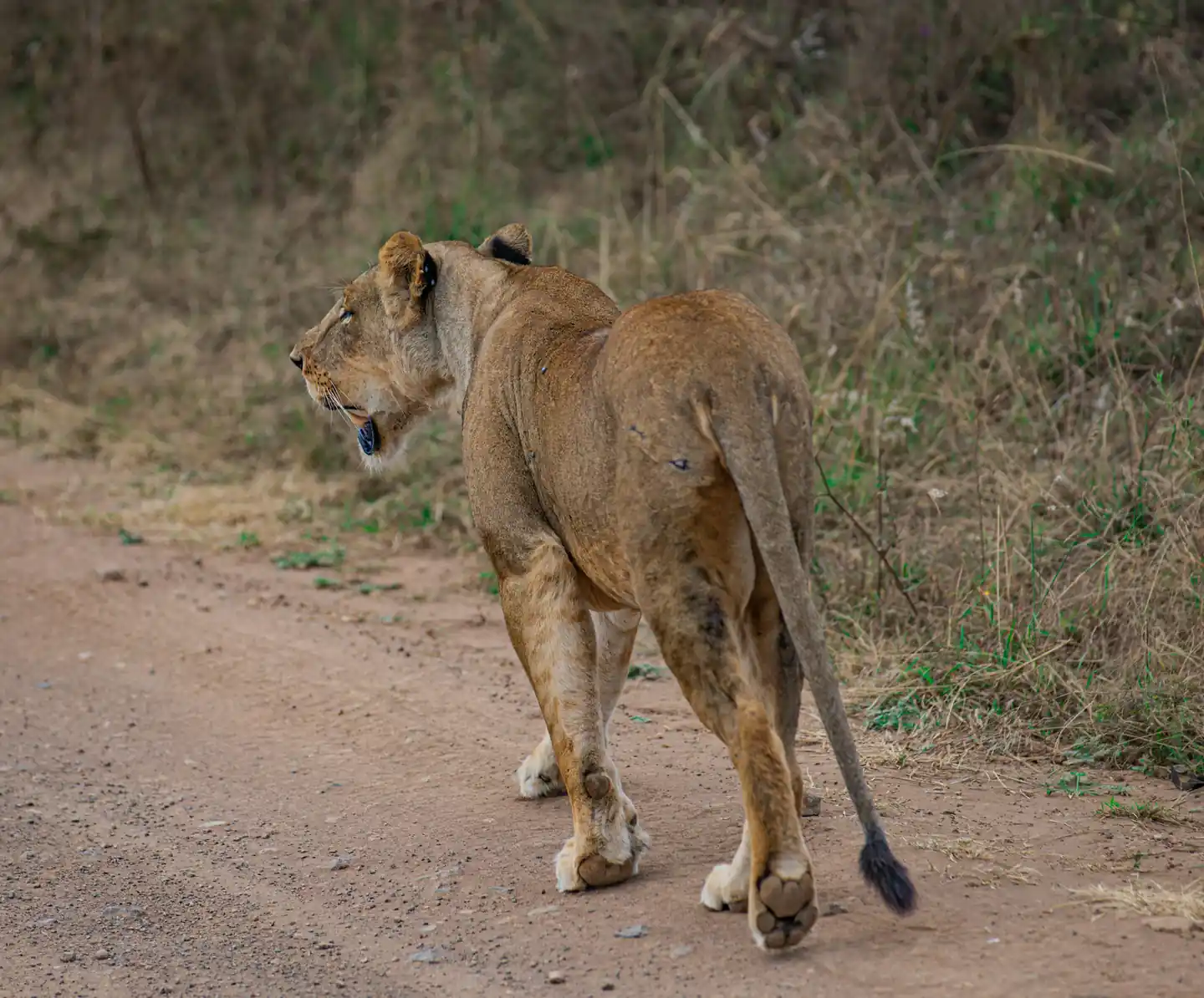 Morning Safari & Return to Nairobi