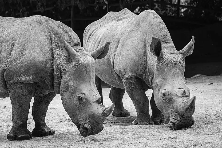 Singapore Zoo & Night Safari