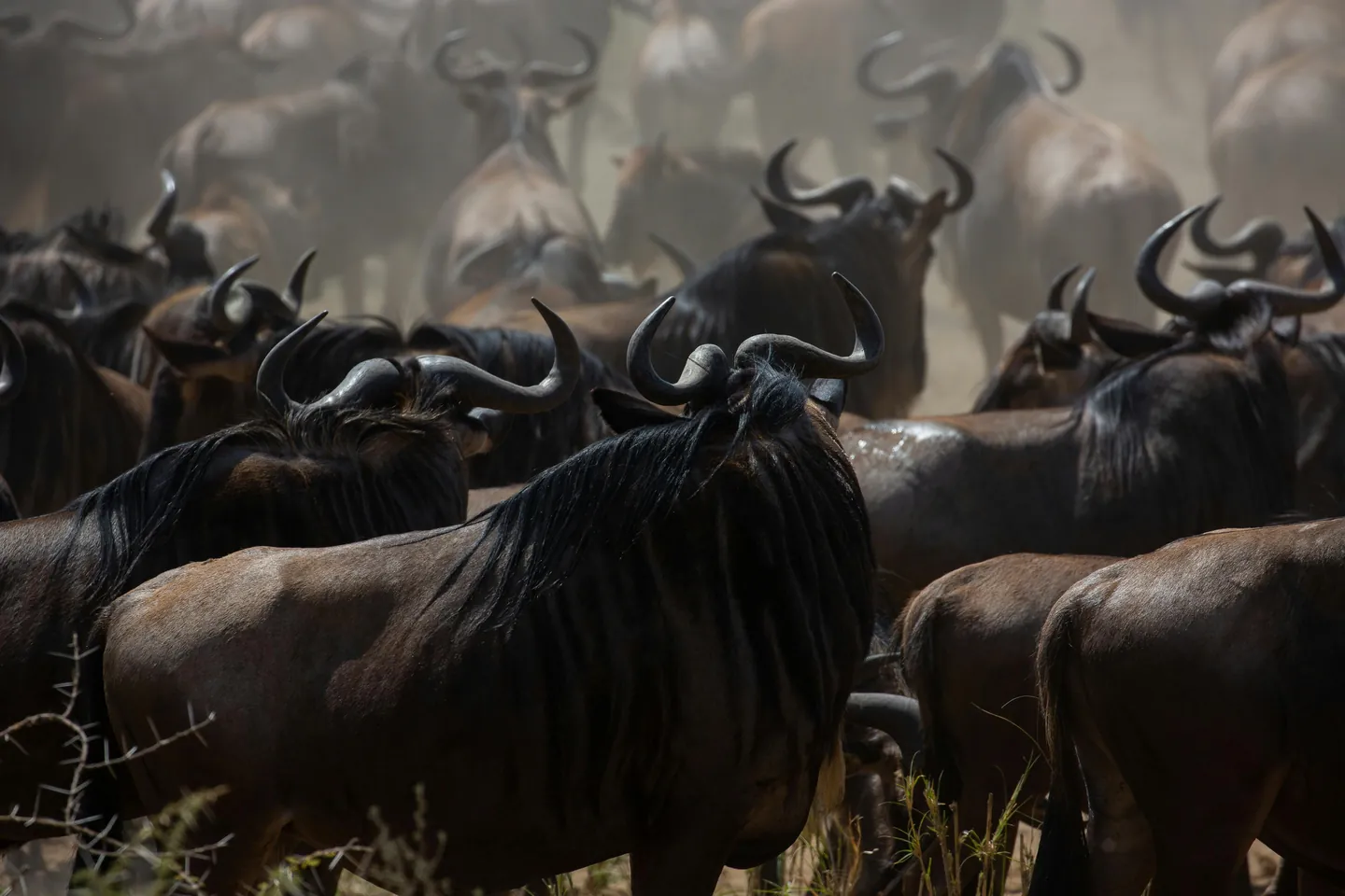 July to October: Prime Safari and Wildebeest Migration Season