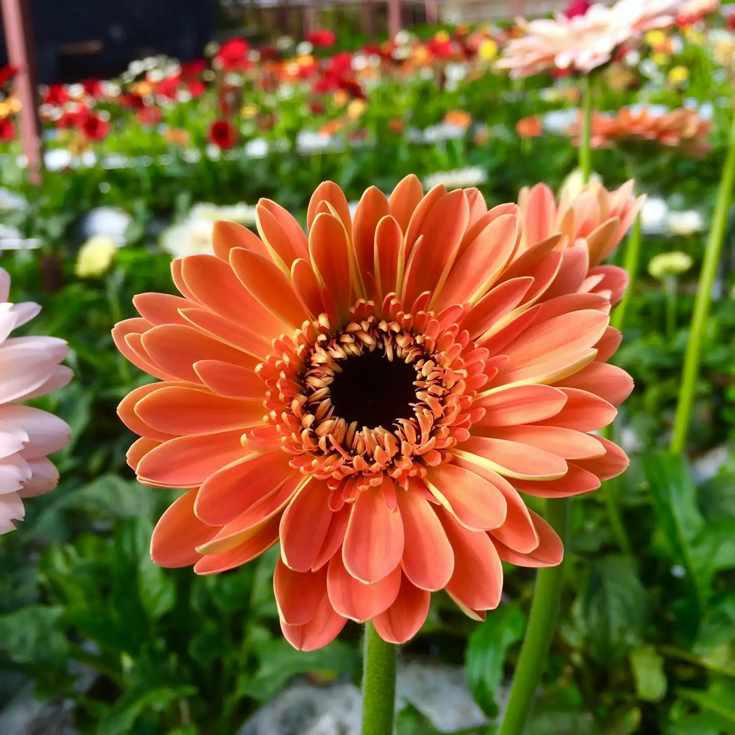 Malaysia Has One of the World’s Largest Flowering Plants