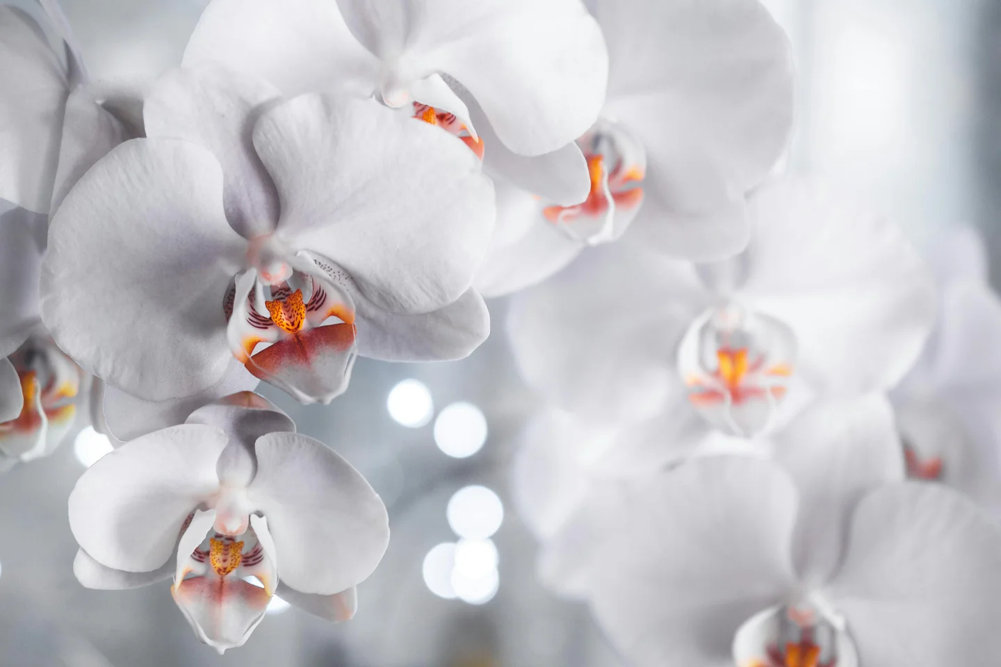 Orchid Products