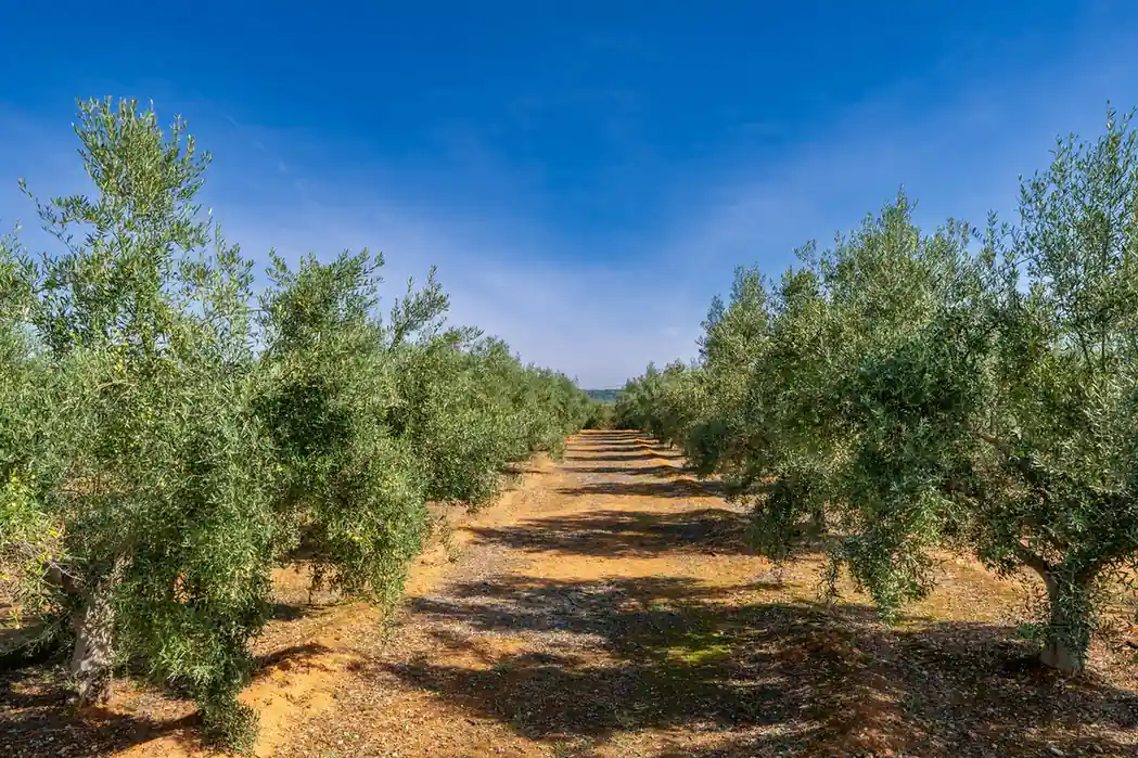 Spain is a Leader in Olive Oil Production