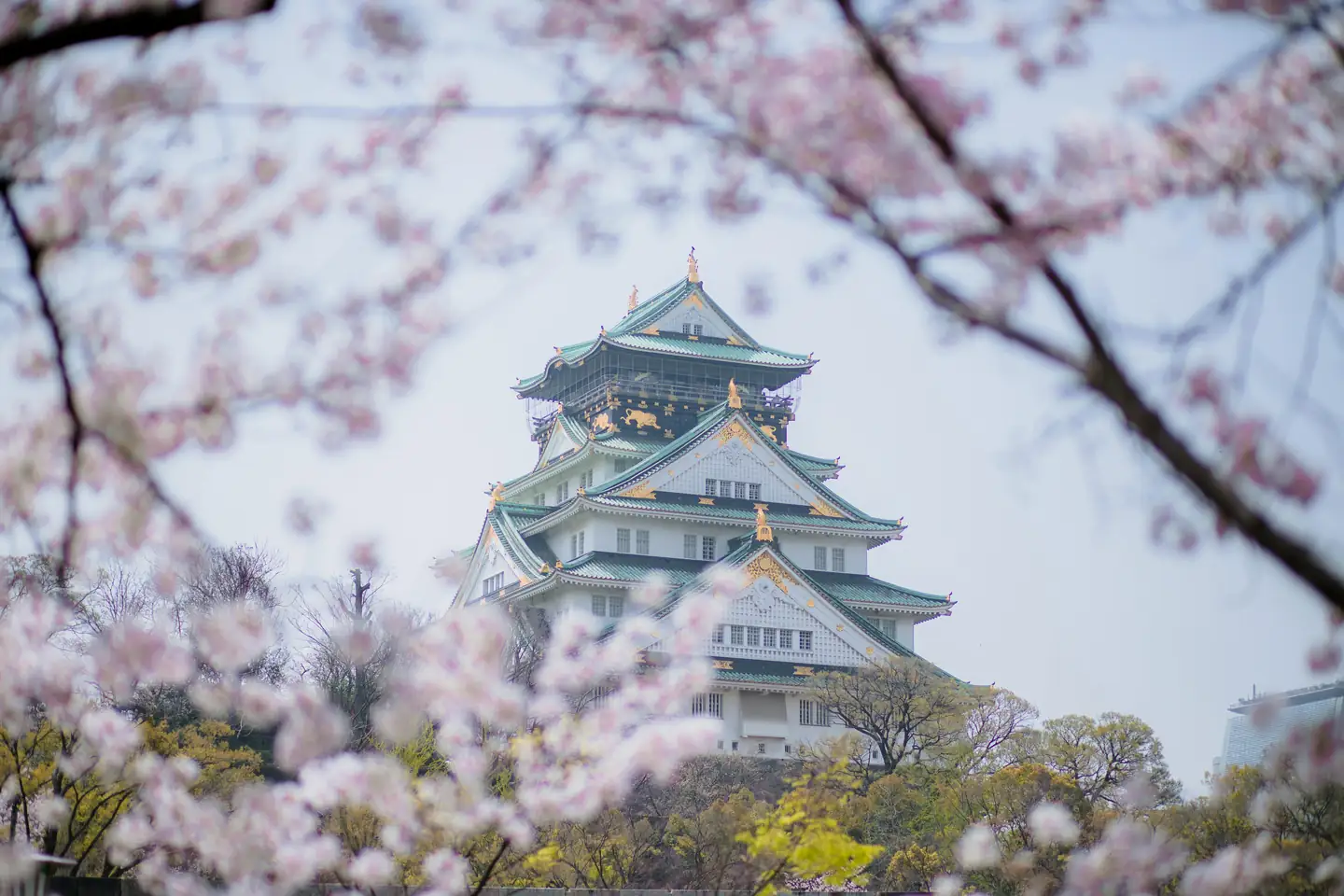 places to see cherry blossoms in Japan