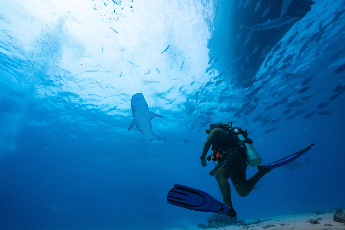 The Best 6 Places for Shark Diving in Maldives