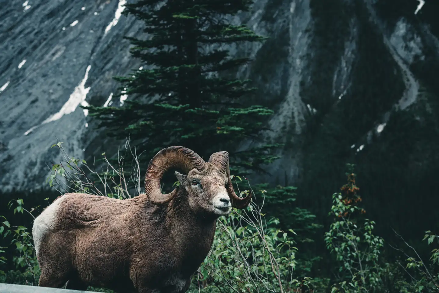 The Best place to Experience Wildlife at Canada
