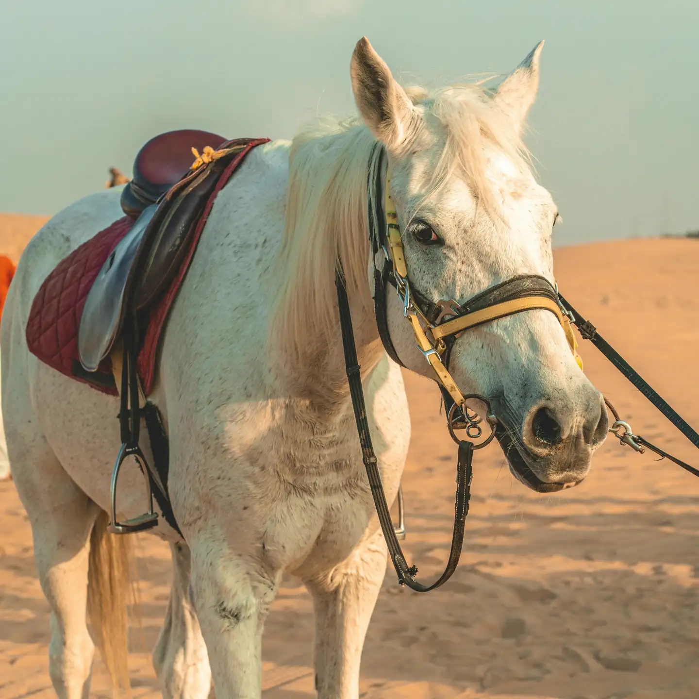 Places to Try Horse Riding in Dubai
