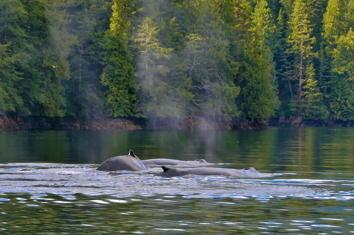 Whale Watching in Tofino British Columbia