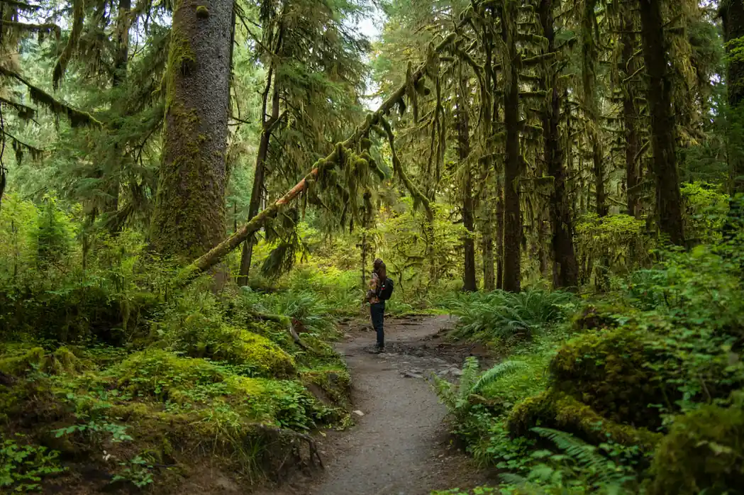 You Can Walk Through One of the Oldest Rainforests on Earth