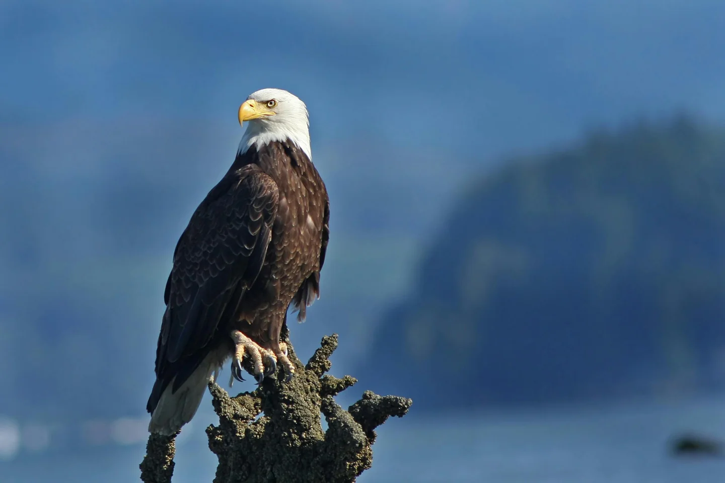 You Can Watch an Eagle Hunt in Real Life