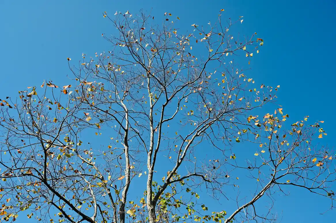 autumn for foliage and clear skies
