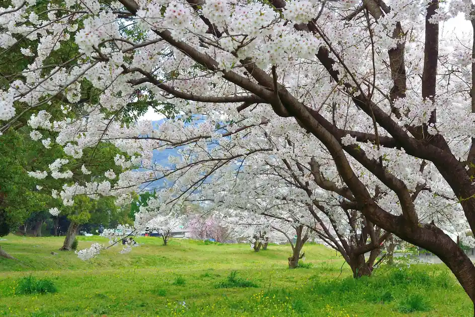 fukuoka – southern sakura charm