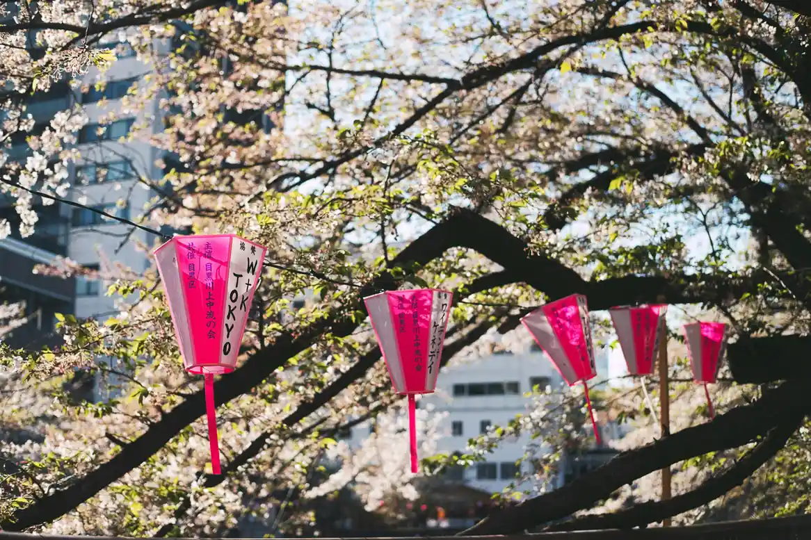 Japan cherry blossom festivals