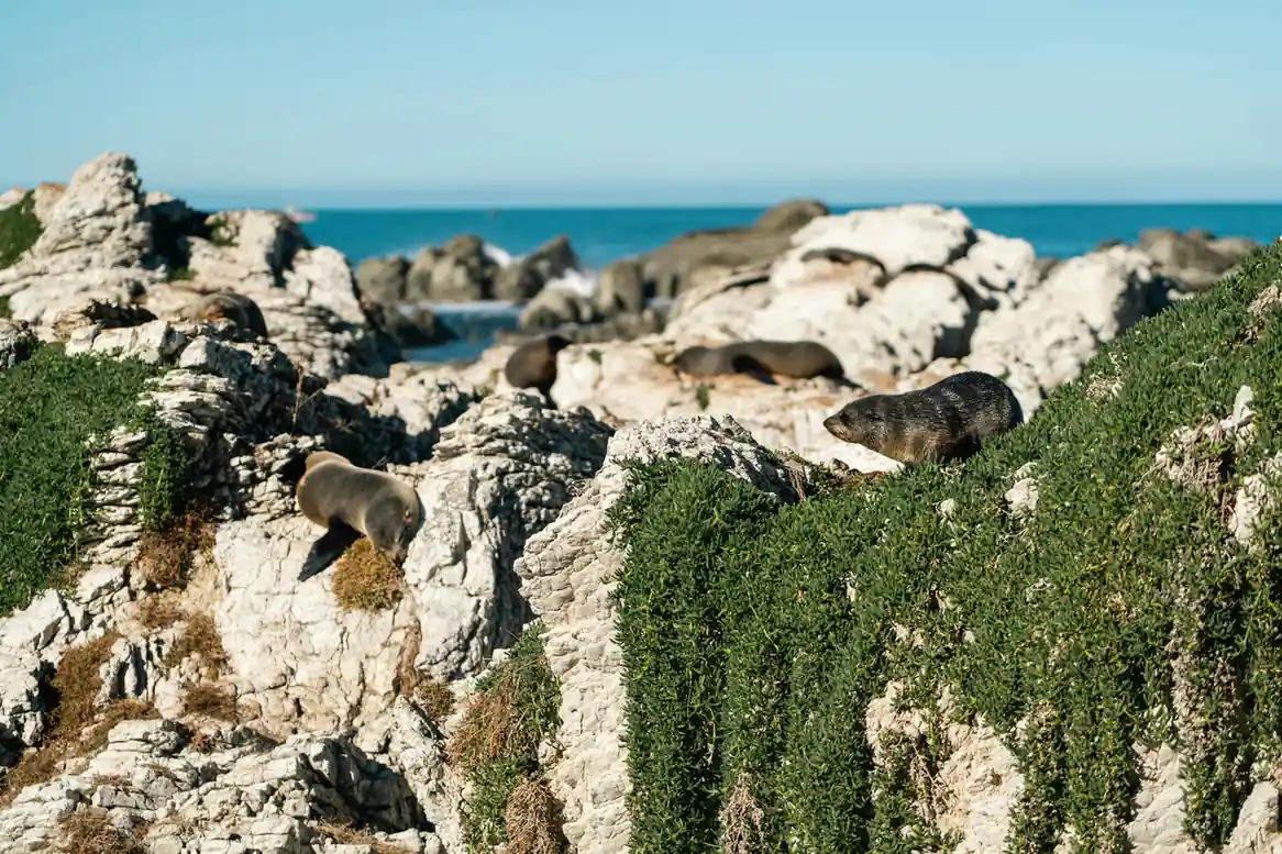 Kaikoura