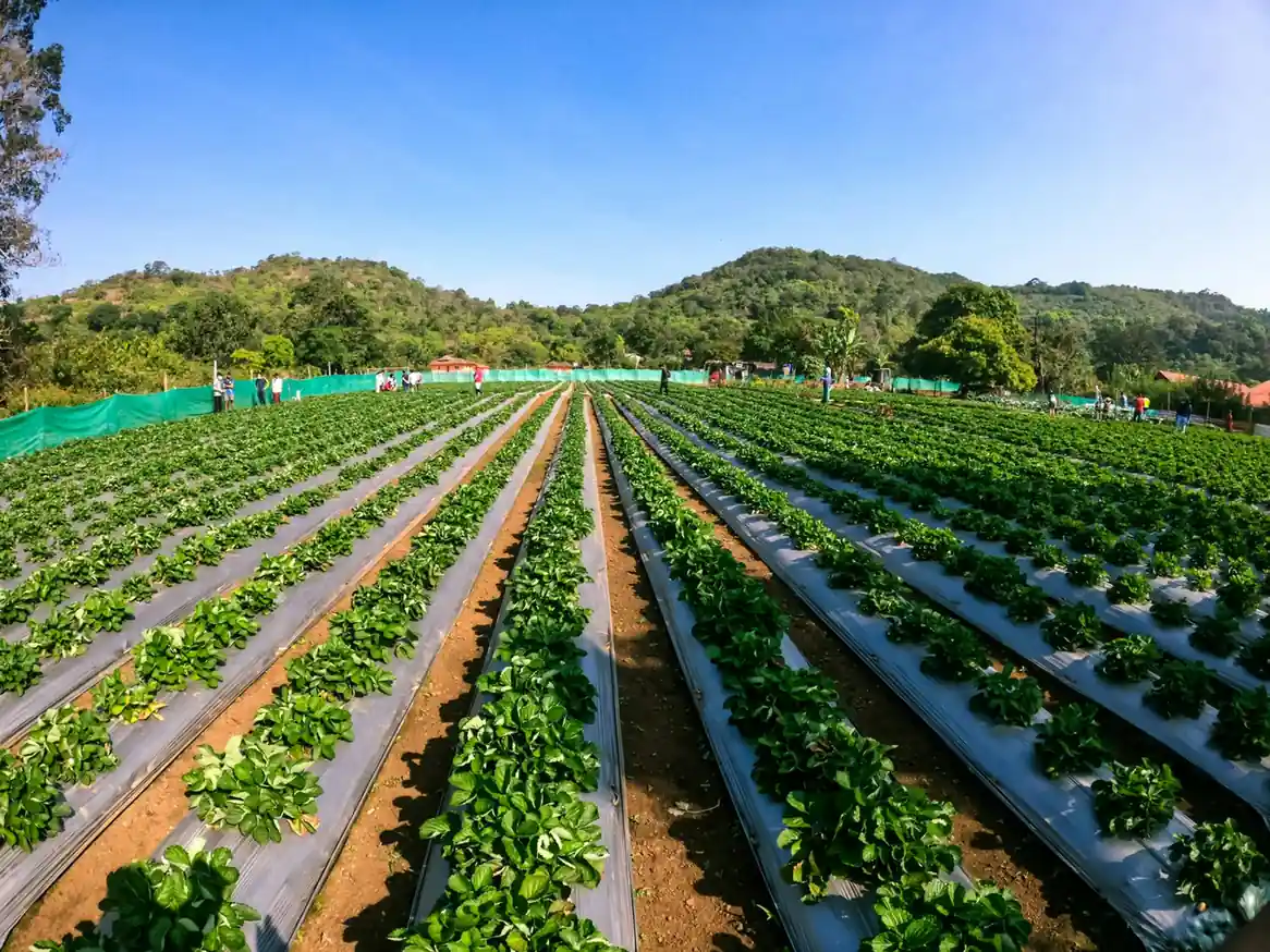 Mapro Garden: The Finest of Panchgani