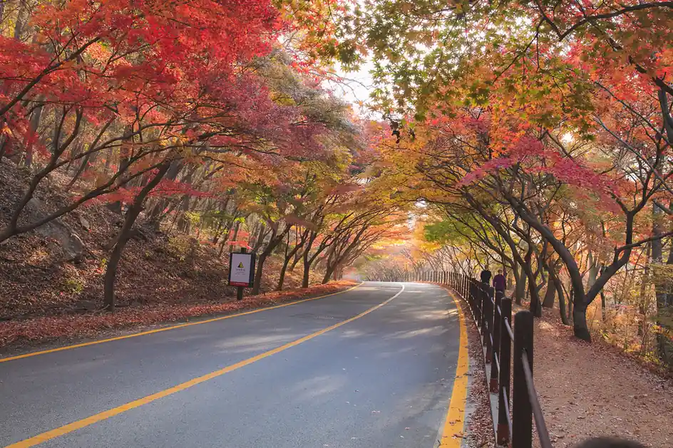 Autumn Destinations in South Korea