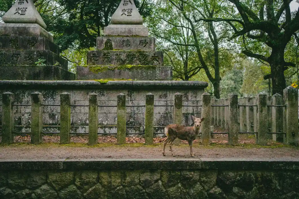 Nara – Deer Park and Temple Landscapes
