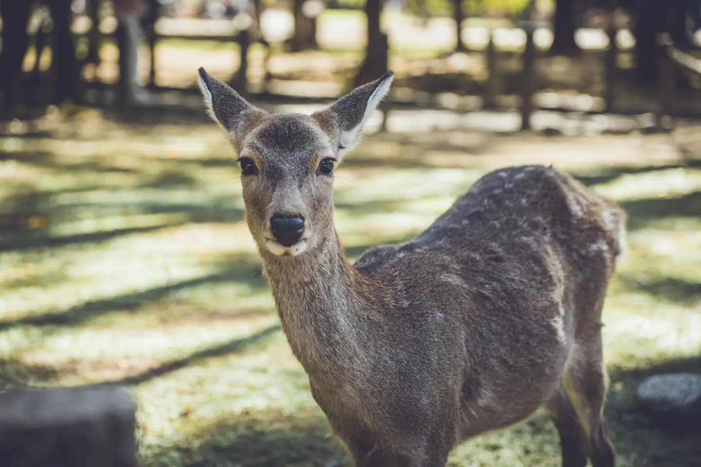 Spots in Japan