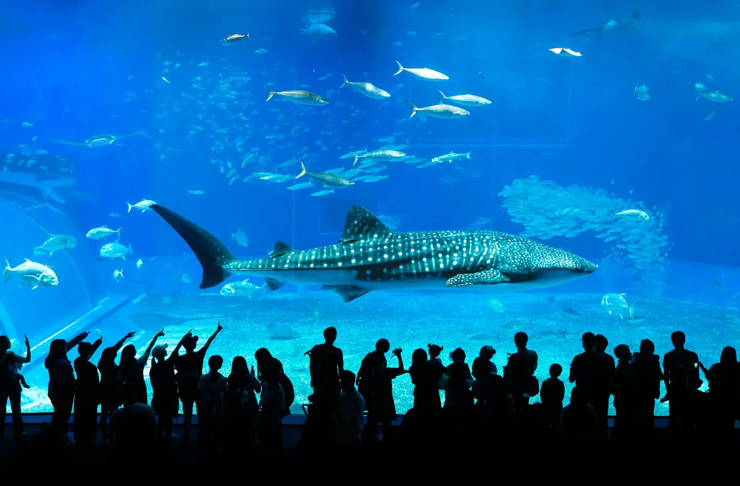 okinawa churaumi aquarium – explore the ccean's secrets