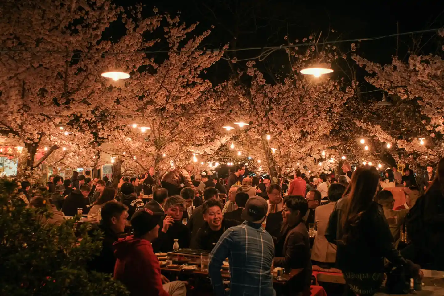 Japan cherry blossom festivals