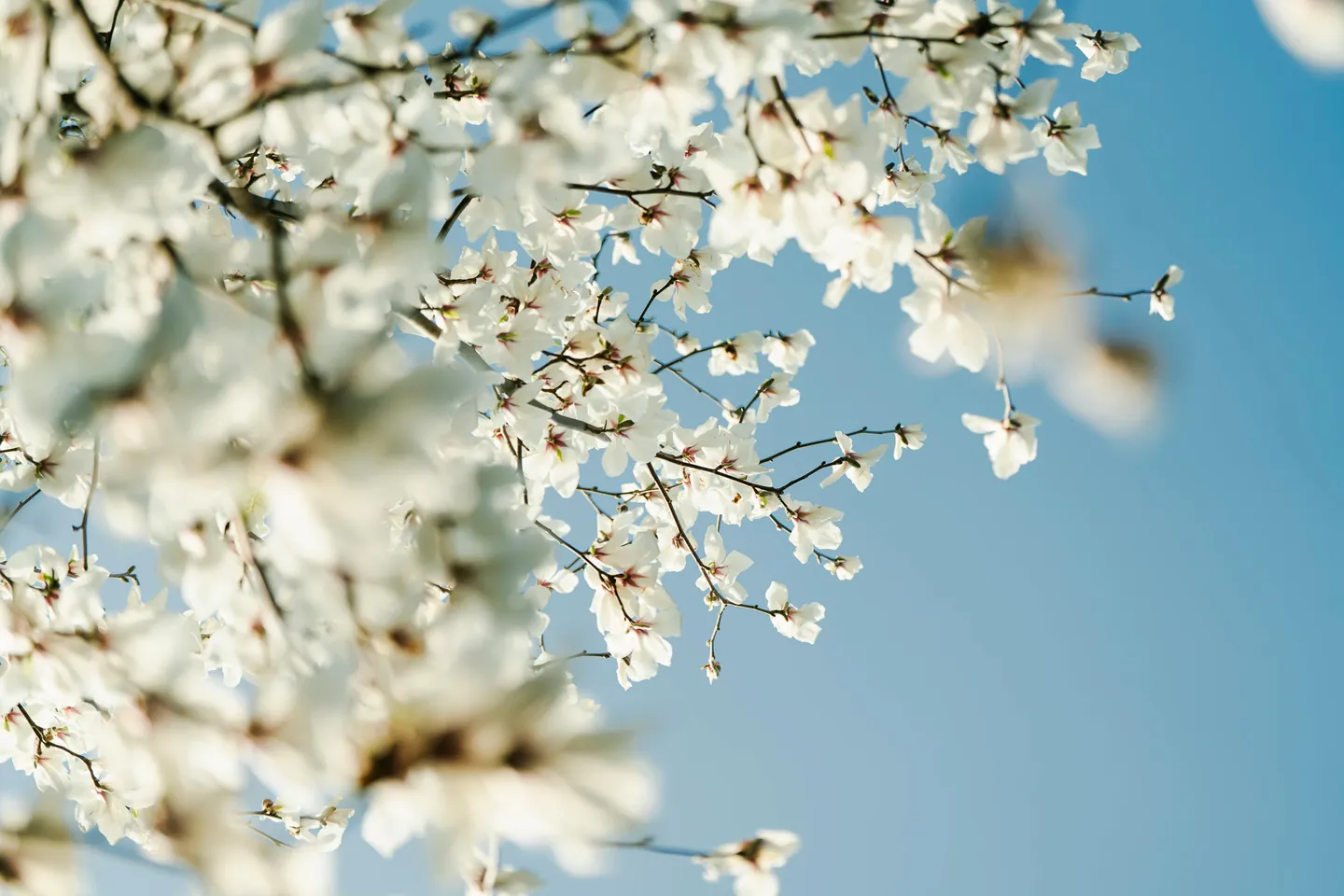 spring for blossoms and mild weather