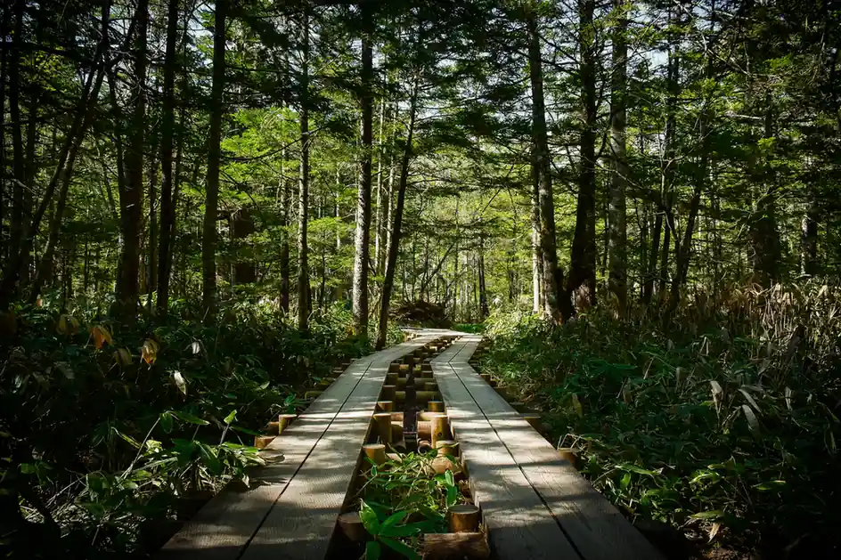 Hiking Trails in Japan