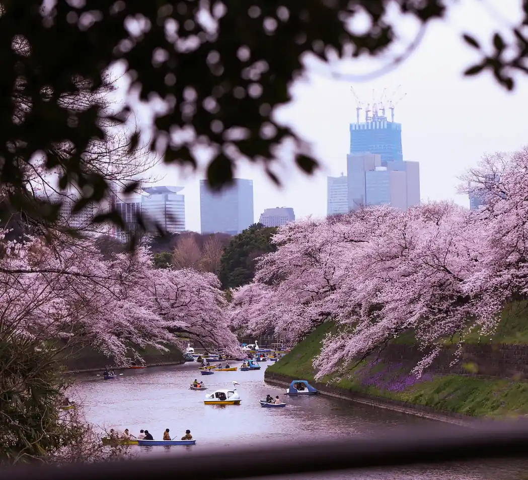 Japan cherry blossom festivals