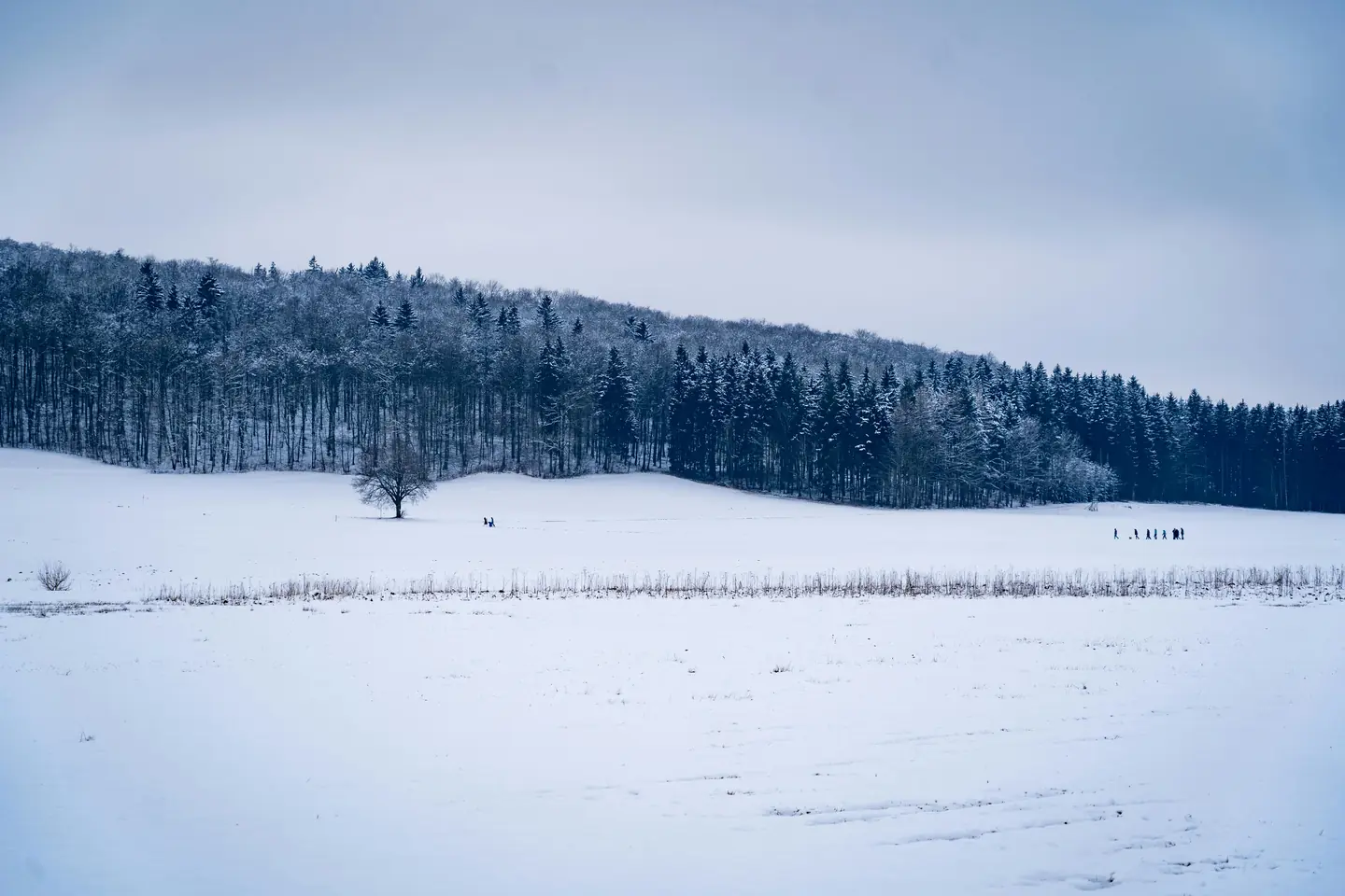 winter for snow-covered landscapes