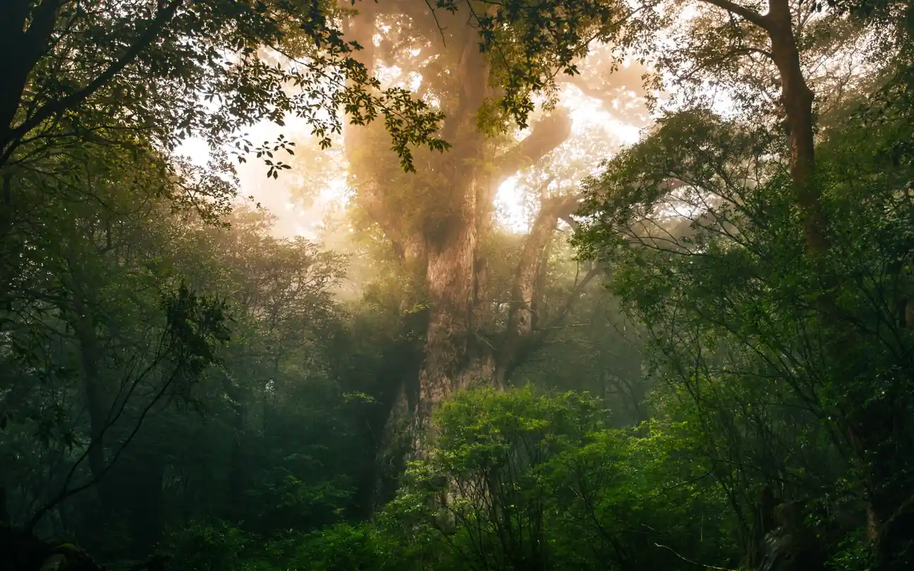 Hiking Trails in Japan